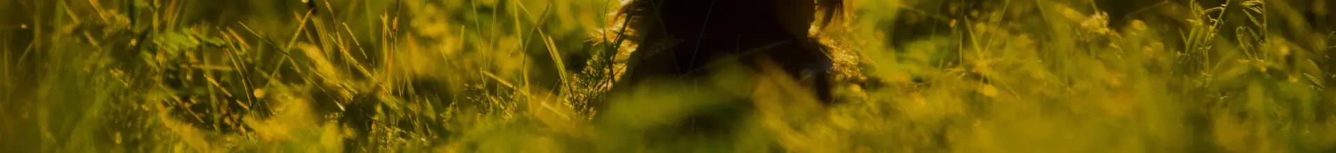 约克夏犬被主人困车内中暑奄奄一息,猛男抄起巨斧怒砸车窗营救 约克夏犬被主人困车内中暑奄奄一息,猛男抄起巨斧怒砸车窗营救