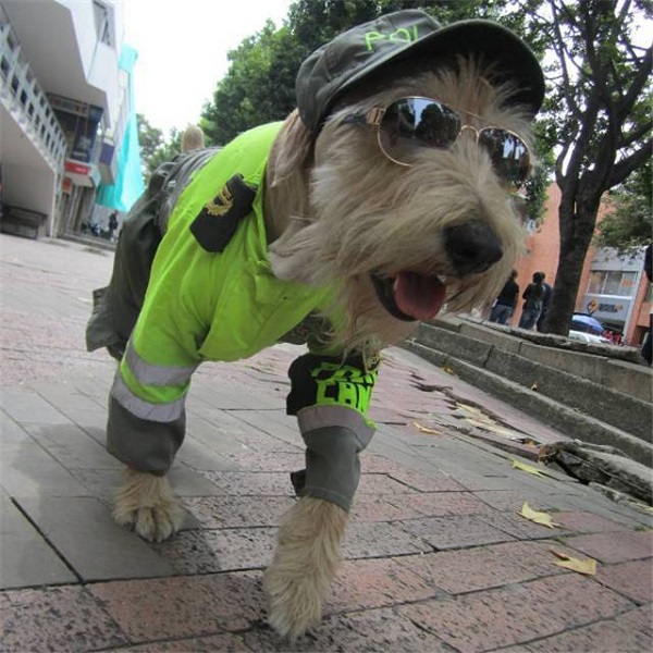 流浪雪纳瑞犬变身呆萌警犬,把整个社区的人都迷倒了