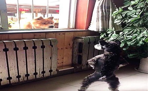 雪纳瑞犬每天都在阳台张望,原来是在等“意中人”,真是像极了爱情