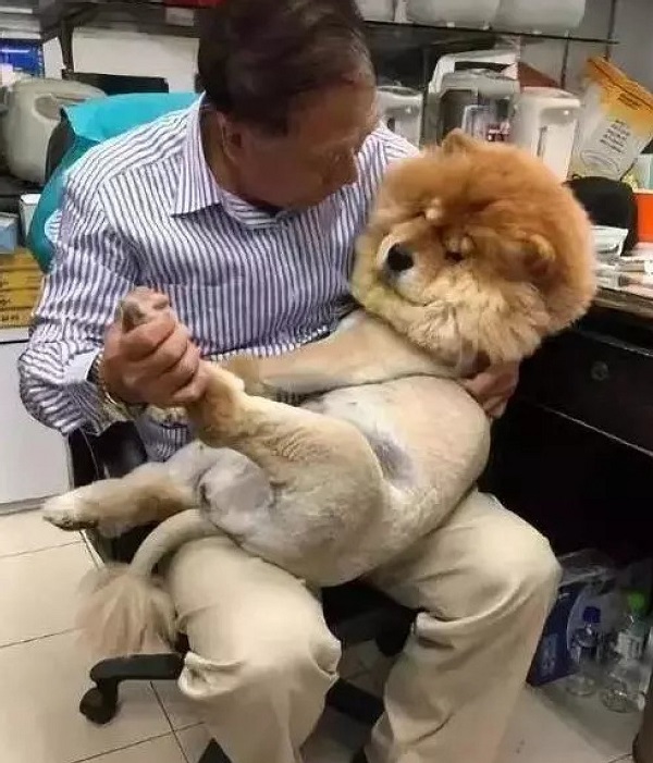 松狮犬被迫换发型后,天天和主人冷暴力,主人没办法只能惯着它
