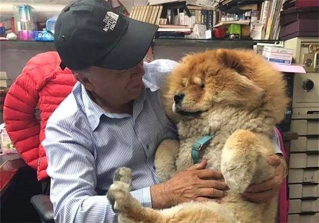 一人一狗,老人和松狮犬互相陪伴10年