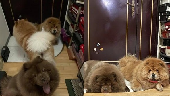 看见饲主要出门,3只大吨位的松狮犬瞬间化身为路霸!