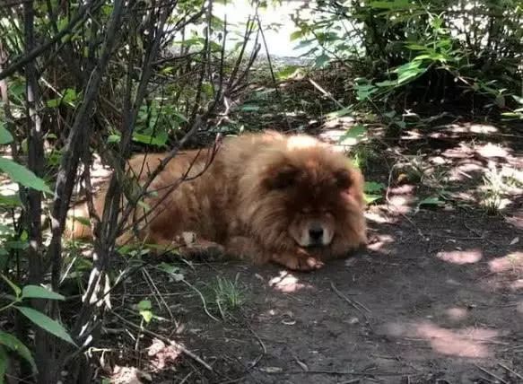 主人搬家竟将松狮犬遗弃在小区,物业做法获网友点赞:中国好物业!