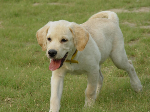 怎样培养拉布拉多犬忠实的性格