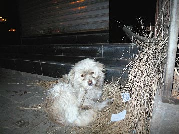 现真实版“忠犬八公” 山西忻州小狗等主人月余