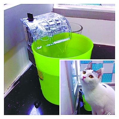 宠物猫只喝流动水 主人自制猫咪饮水器