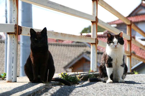 日本“猫岛”田代　喵星人的可爱天堂