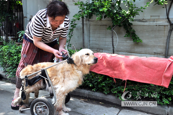 主人视瘫痪金毛如亲人 为其“端屎端尿”