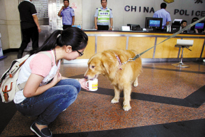 金毛犬唔乖被骂负气出走 民警帮寻回