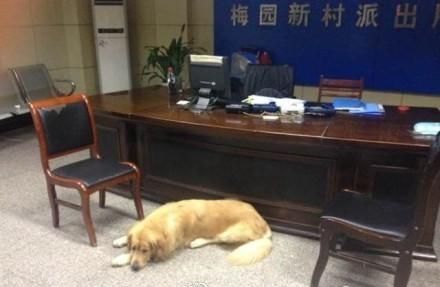 金毛犬迷路后找路人帮助避开狗贩 网友大赞狗狗聪明