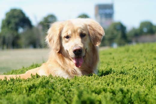 春季金毛犬养身保健四步骤