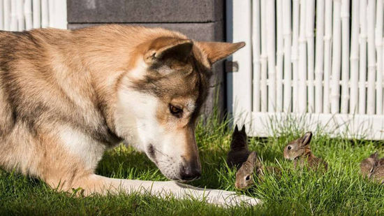 野兔丧母被女子捡回 获牧羊犬悉心照顾