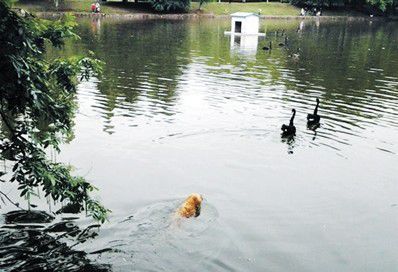 金毛犬跳入鹅池追天鹅 筋疲力尽后不敢上岸