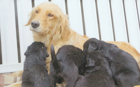 齐齐哈尔纯种金毛犬生十黑宝宝