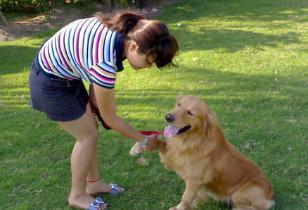 金毛犬训练十大准则要领