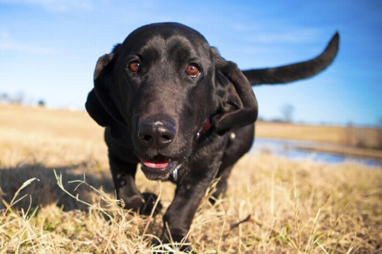 拉布拉多犬的牙齿护理技巧