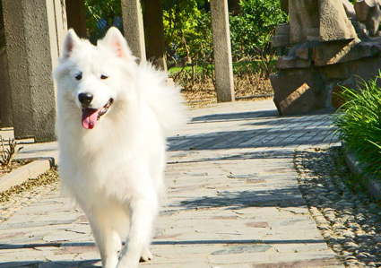 萨摩耶犬去除皮屑的秘籍