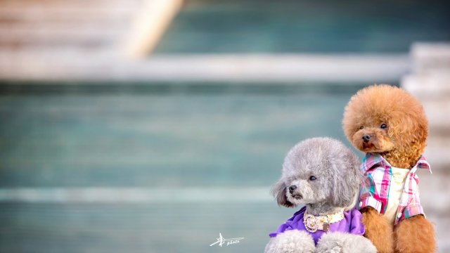 让泰迪犬快速安静下来的好办法