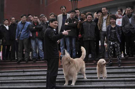 重庆聪明金毛犬街头算数引人围观