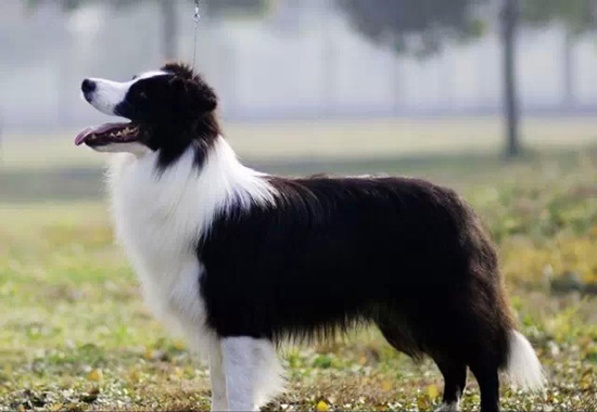 边境牧羊犬选购四策略