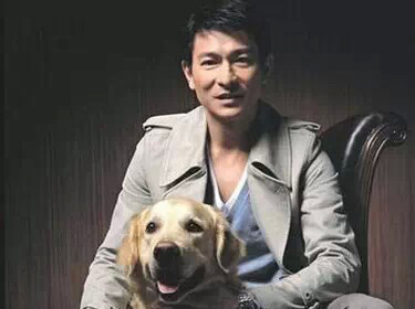 男人和女人养金毛犬的不同心理