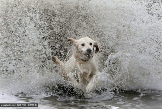 怕水的金色拉布拉多犬终成冲浪爱好者