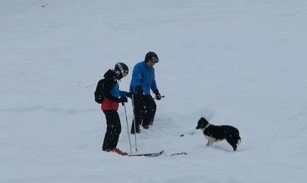 边境牧羊犬半路拦截滑雪客　自备树枝求陪玩