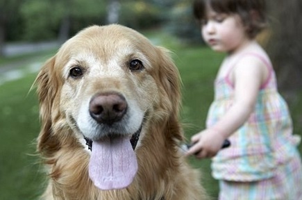 金毛犬眼屎多怎么解决