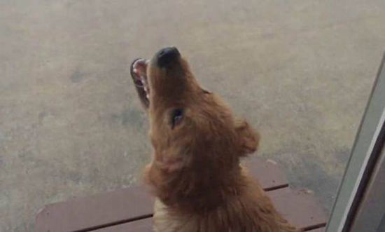 憨萌金毛犬张嘴接雨水玩耍乐不思蜀