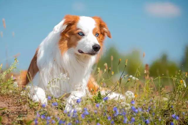 边境牧羊犬变老的几个特征