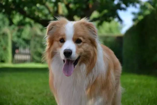 在室外饲养边境牧羊犬的一些注意事项