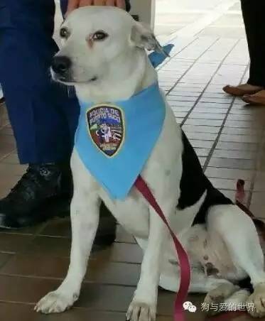 从流浪狗到警犬,一只不同寻常狗狗的就职之路简直太励志