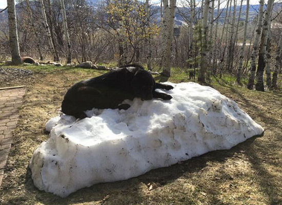 国外拉布拉多犬守护雪堆图片走红网络