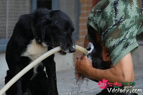 修炼成精的汪星人！警犬帮主人洗头画面暖心