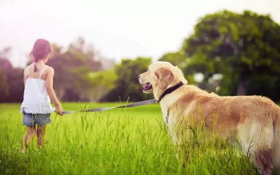 金毛犬