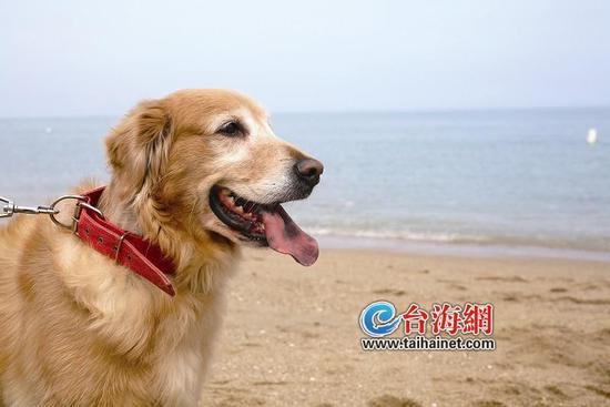 8岁金毛犬在海边捡了5年垃圾 “最萌环卫工”一夜爆红