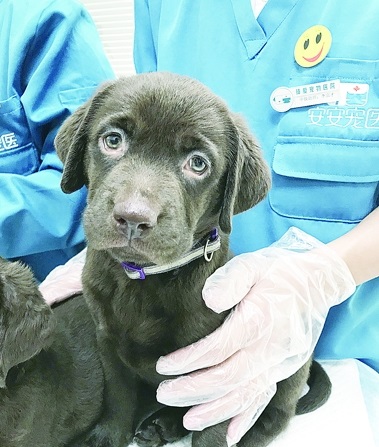 爱心夫妇捐赠幼犬 送出纯正血统的拉布拉多犬去“当兵”