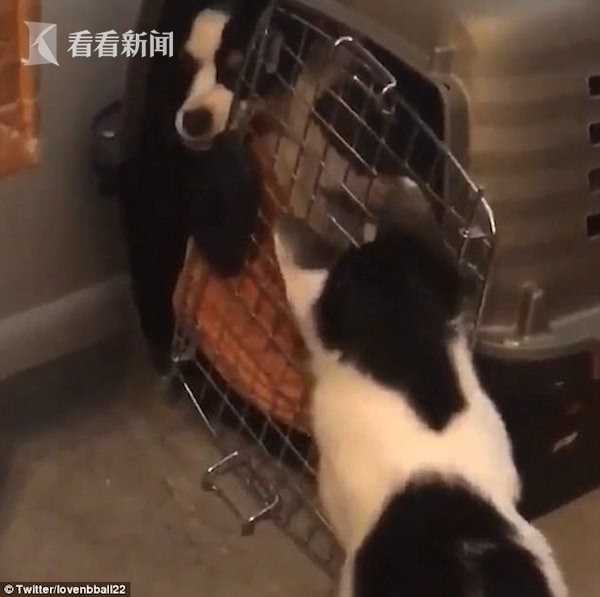 两汪星人犯错关禁闭 猫咪趁主人转身秒开笼放狗