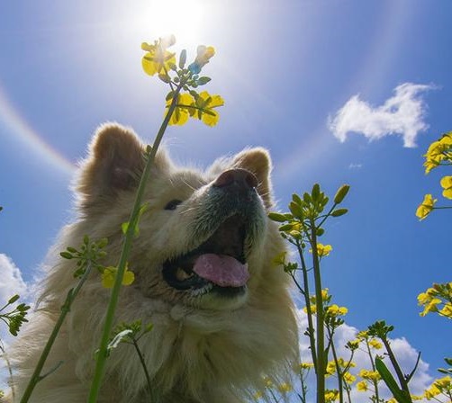 日本“以丑”而闻名的秋田犬，走完传奇一生，网友发文悼念