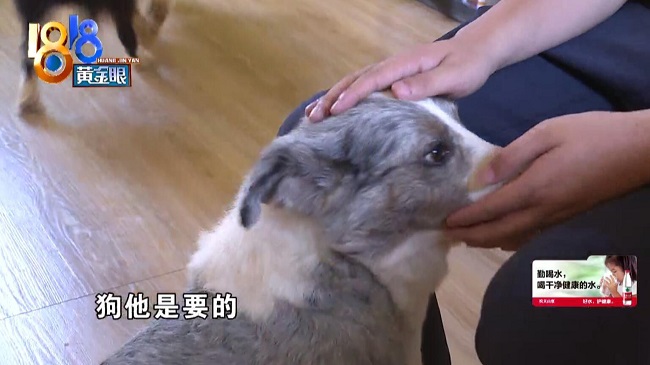 边境牧羊犬寄养近两年，狗主人欠费80000多，向店家提出分期付款，网友齐反对