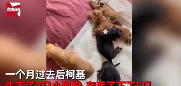 柯基犬意外怀孕找不着孩子他爸，生下来5只小狗竟然5个品种？