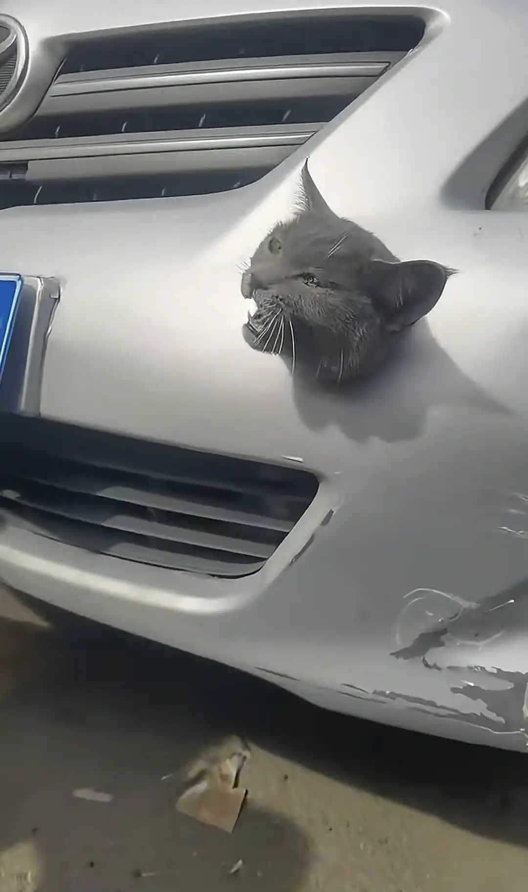 喵星人被卡轿车拖车钩孔上万人关注,获救后被领养