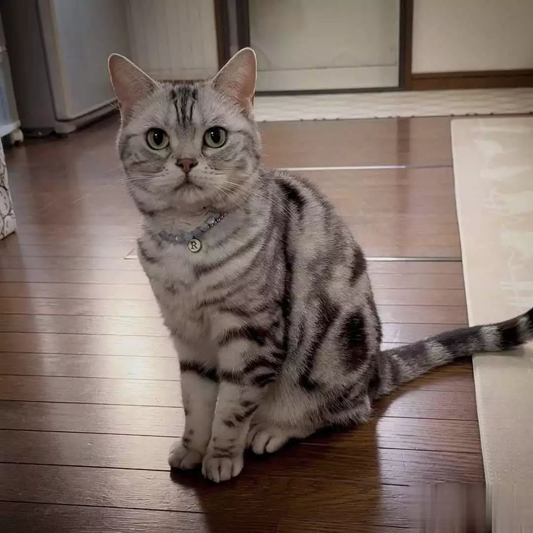 喵星人情绪要崩?4个信号,让你提前预判猫咪失控!