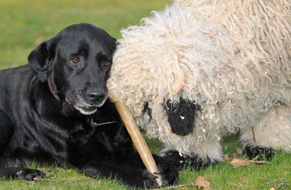小羊以为自己是汪星人,每天跟好朋狗一起炫饭,好可爱!