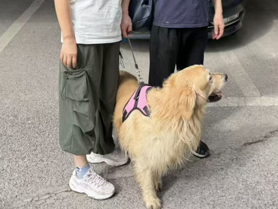金毛犬走失7年!中秋节前,它终于与主人团圆