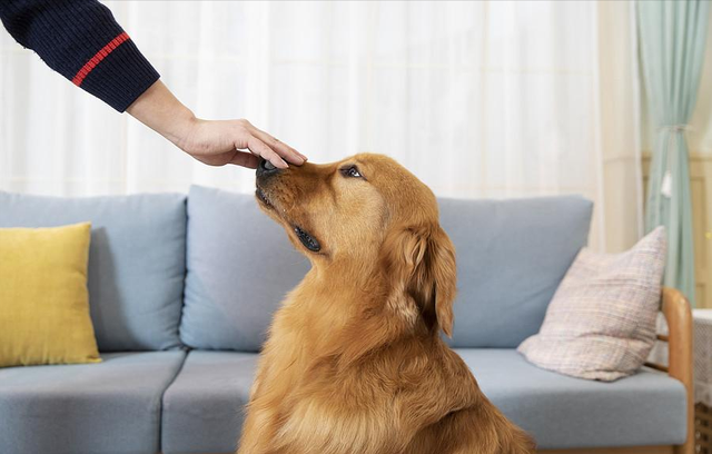 狗狗超级在乎你的表现,你中了几个?