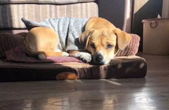 狗狗睡觉位置,竟暴露主人“家庭地位”!