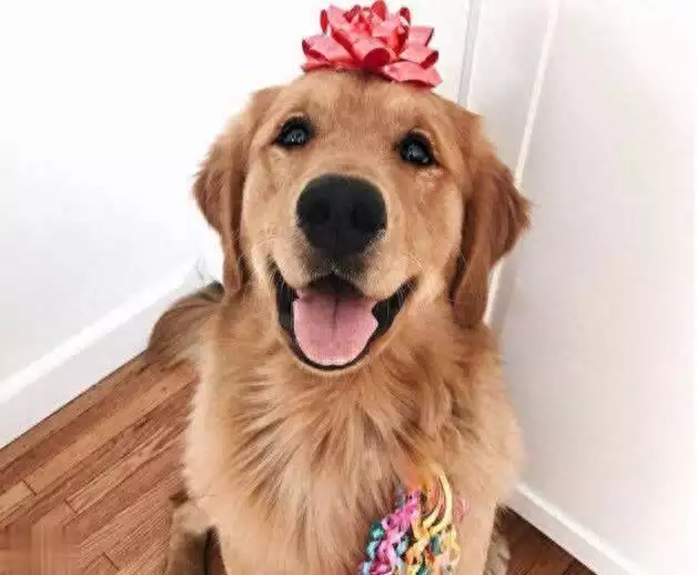 金毛犬的6大优秀之处,值得你饲养