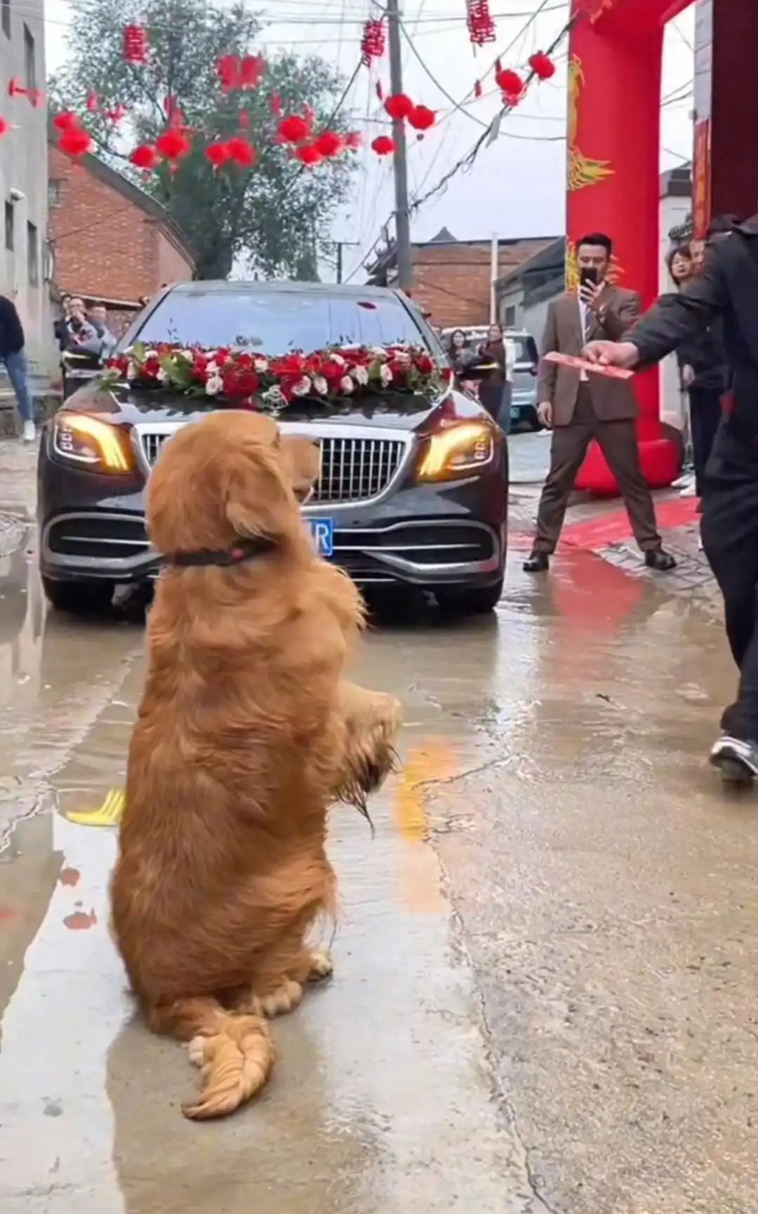 近日河南金毛犬拦婚车作揖收到200元红包