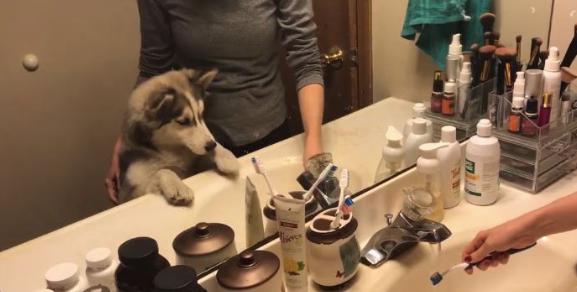 美国有只哈士奇酷爱刷牙,热情到牙刷都害怕:我爱香香~